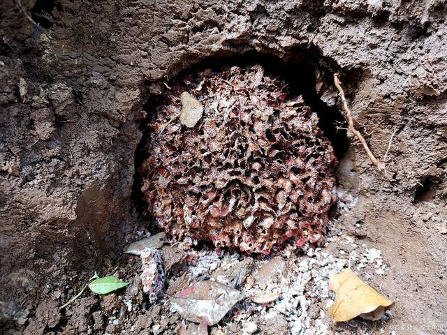 白蚁防治